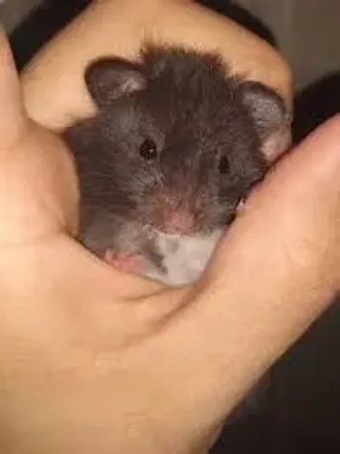 Hamster Sirio