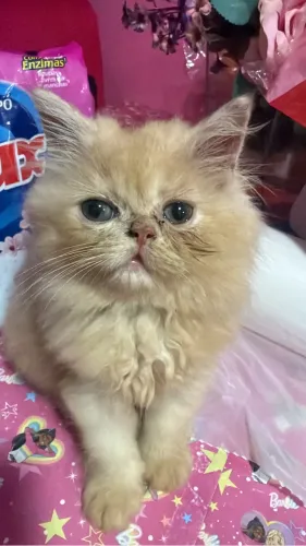 Gato macho raça persa