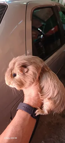 Porquinho da Índia Sheltie Macho