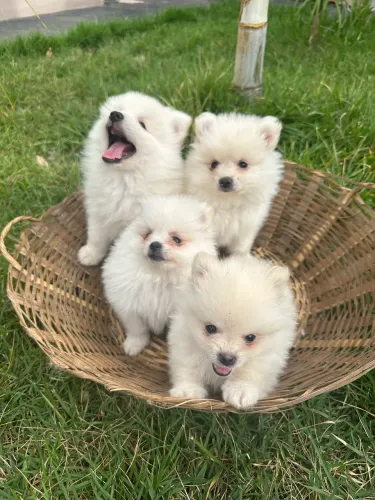  Spitz alemão Lulu da pomerânia 