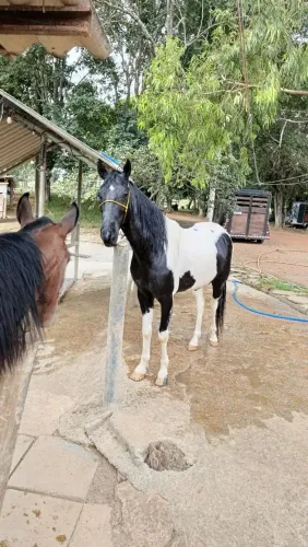 Vendo cavalo pampa de preto mancha picada 4 ano de idade inteiro