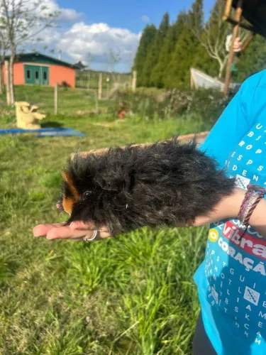 Porquinhos da índia texel 