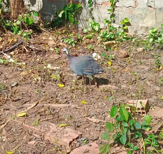 Vendo ou troco galinha da angola macho