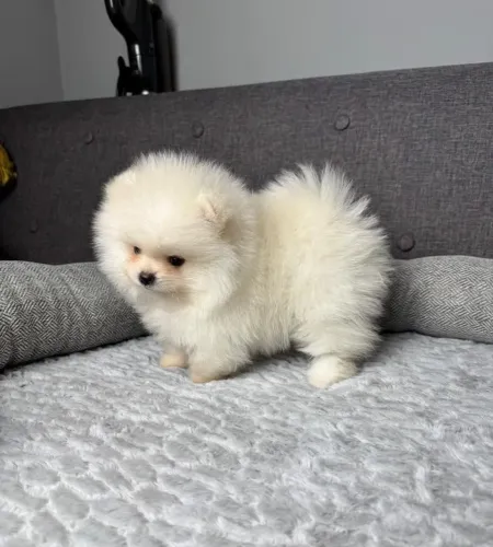 Vendo lindos filhotes de Spitz Alemão anão/ Lulu-da-pomerânia