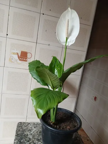 Planta Lírio da Paz