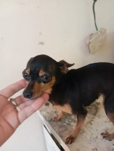 Pinscher femea aduta
