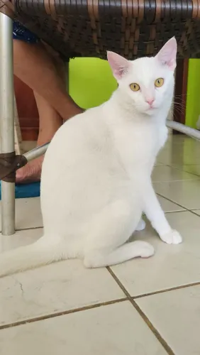 Doação de gatos Brancos