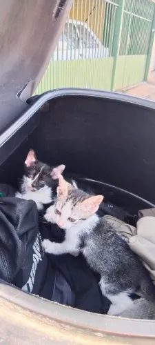 GATINHOS PARA ADOÇÃO