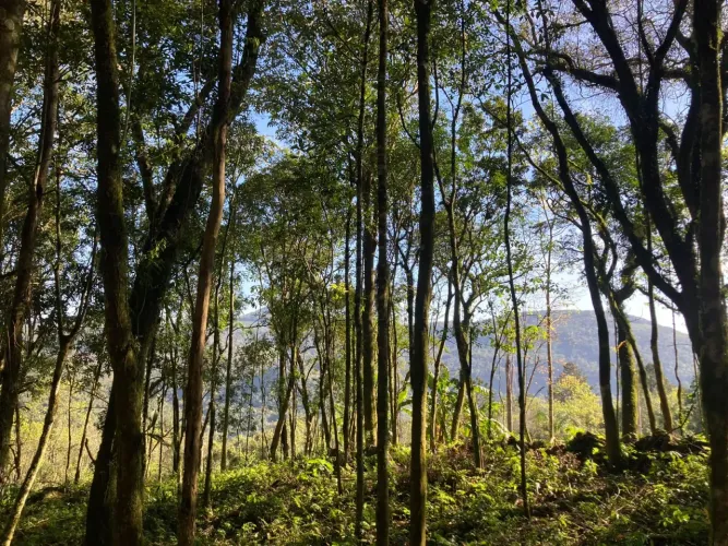 Imóvel para venda possui 23000 metros quadrados em Linha Olinda - Nova Petrópolis - RS