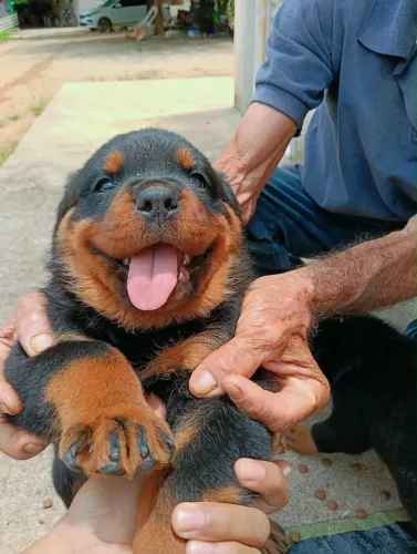Filhotes de Rottweiler com Pedigree - Itarana ES