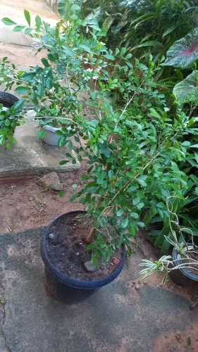 Planta  jasmim  no jarro  