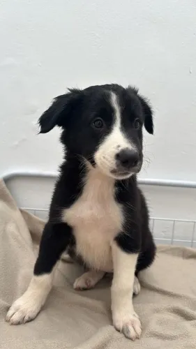 Filhotes de Border Collie | Companhia cheia de afeto.