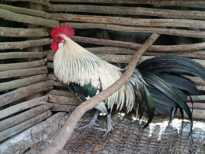 Galo e galinha