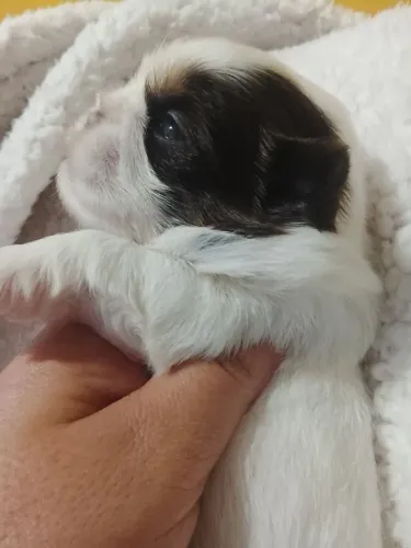 Shihtzu macho para reserva