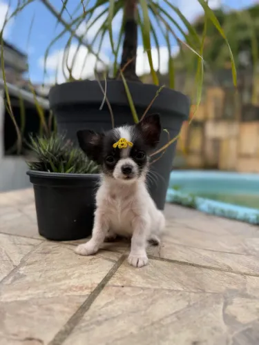 Chihuahua Tricolor