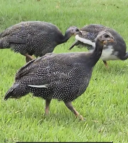 Vendo galinhas da Angola e balão