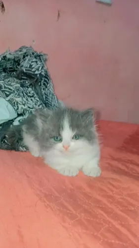 Gato persa