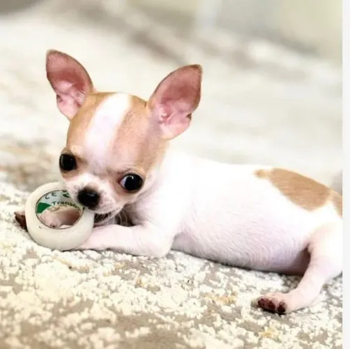 Leva + amor p sua família com lindos bbs de Chihuahua pelo curto, fêmeas e machinhos!! 