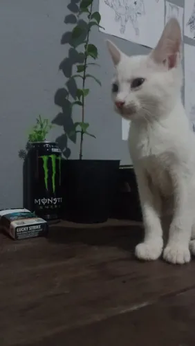 Gato branquinho fofo