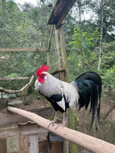 Vende-se galo Fênix Prata