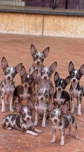 Pinscher  Merle