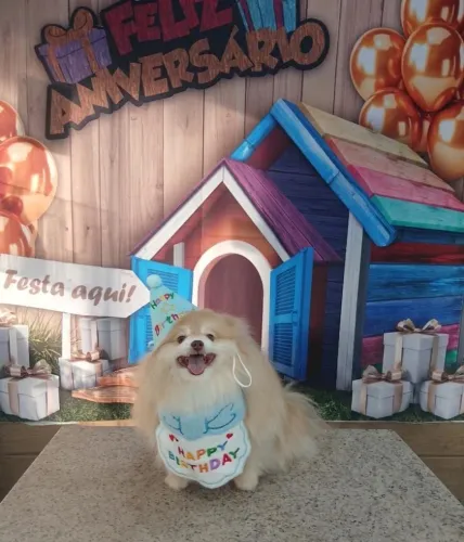Proporcione fotos lindas com seus clientes Petz.