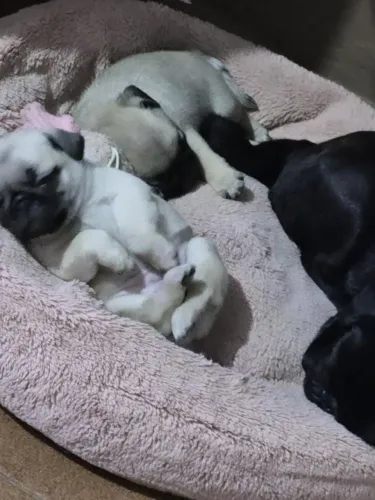 Filhotes de pug