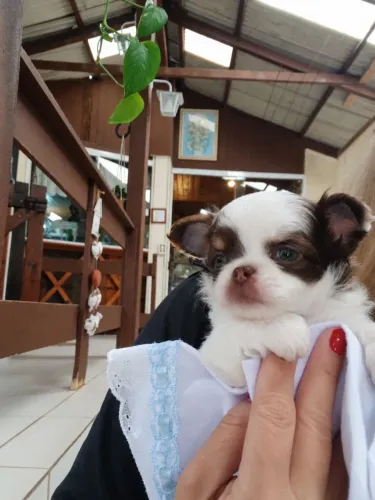 Chihuahua Bicolor Chocolate/Branco olhos esverdeados para reserva.Machinho Perfeito!Em 2x 