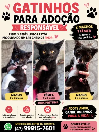 Estou doando gatinhos