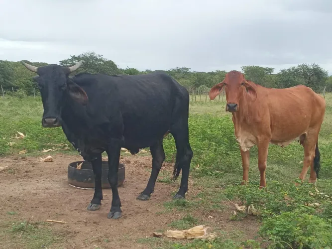 Vacas gordas