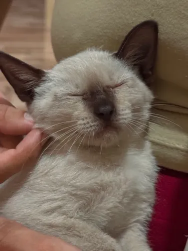 Gatos siameses sem o rabinho para adoção