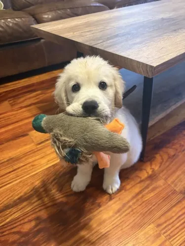 Golden Retriever Uma fofura que pode combinar com sua família