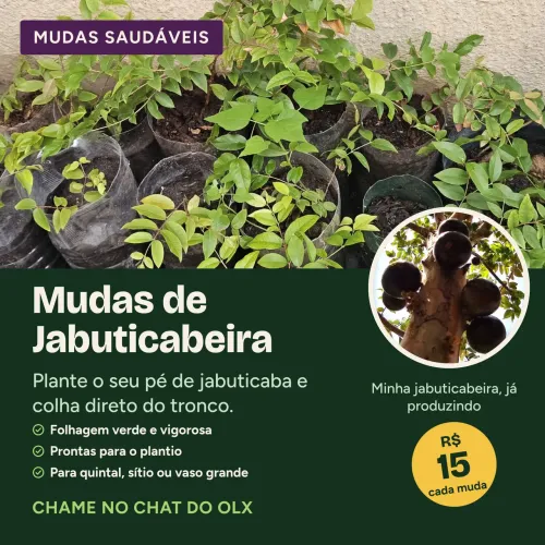 Mudas de Jabuticabeira 