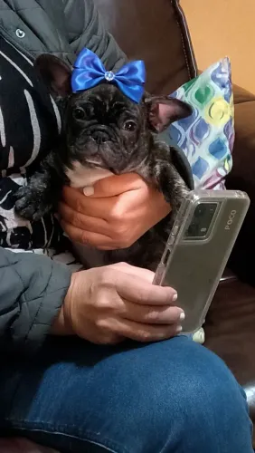 Fêmea de buldogue Francês