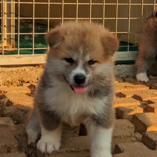 Akita Inu,Akita Inu Filhote Estrutura Perfeita Disponível