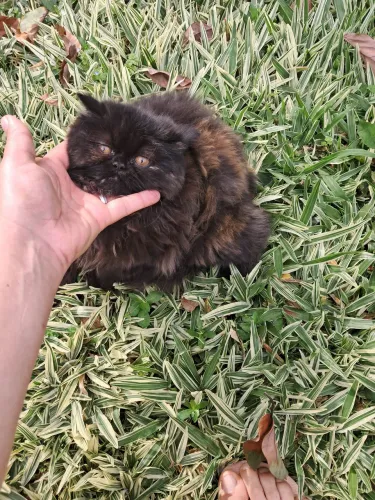 Gato persa fêmea