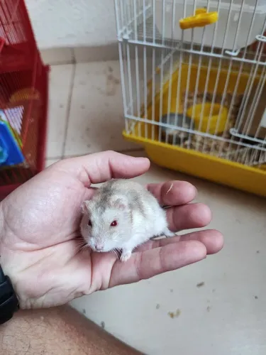Hamster