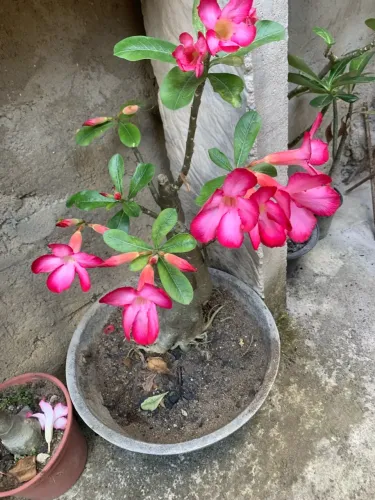 19 Rosas do deserto
