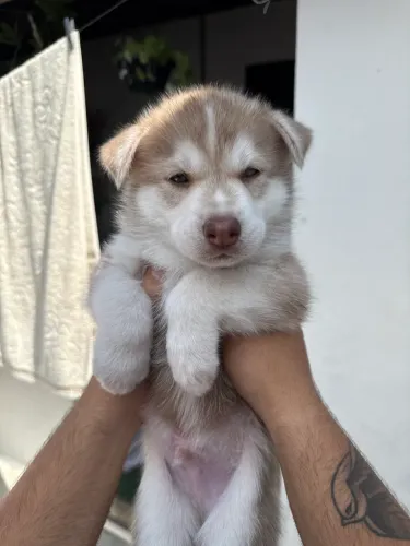 husky siberiano