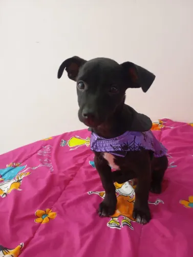 Cachorrinho pra Adoção