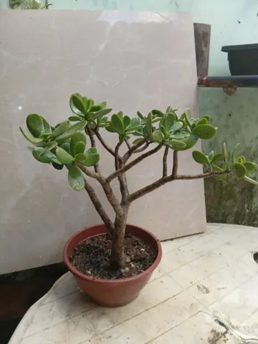 Planta Jade