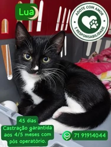 Adote a gatinha Lua