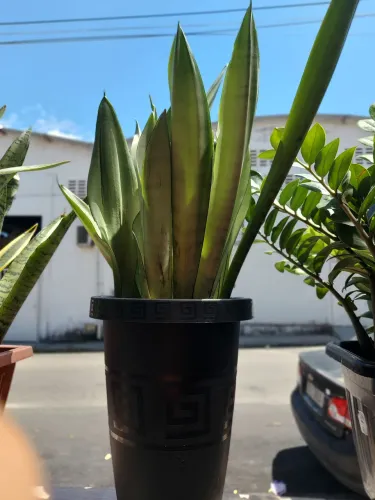 Planta espada de São Jorge