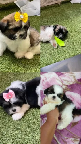 Shih Tzu adorável