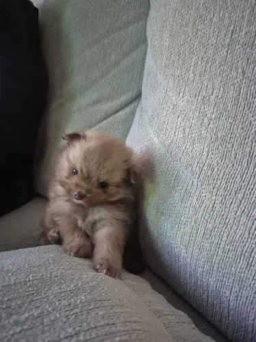 Cachorro filhote Lulu da Pomerania 