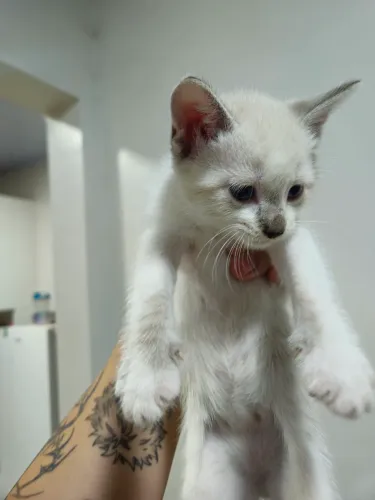 Gatinho filhote para adoção