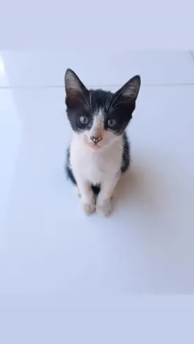 Gatinho para doação