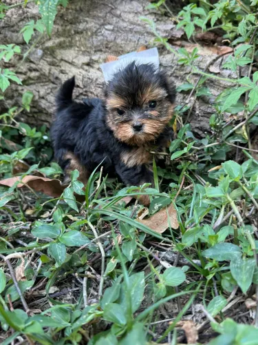 Yorkshire Terrier, macho e fêmea, vacinado e vermifugado .