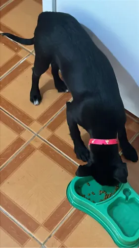 Doação Cachorrinha Vira Lata