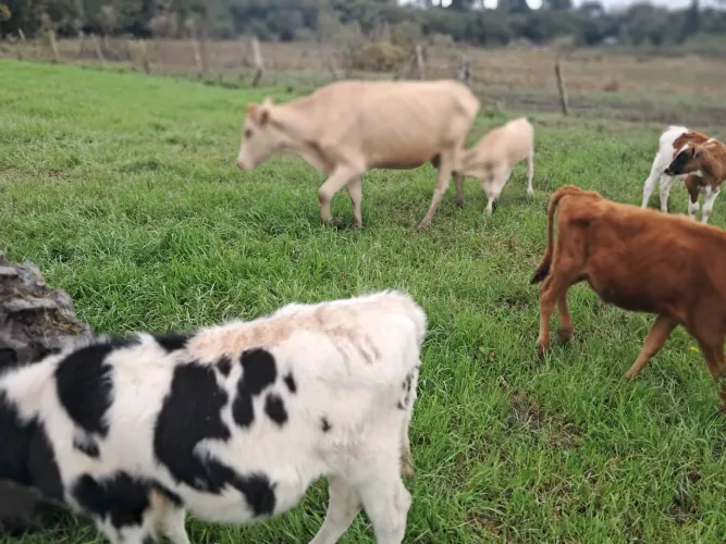 Bezerros desmame a venda, com 6 e 7 meses